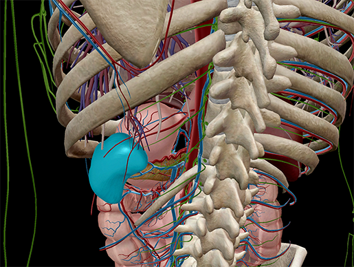 Lymphatic-system-spleen-lymphoid-lymphocytes